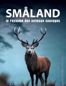 Småland, le royaume des animaux sauvages