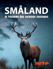 Arte - Småland, le royaume des animaux sauvages