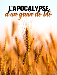 L'apocalypse d'un grain de blé