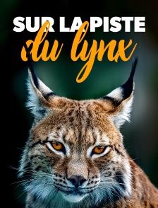 Sur la piste du lynx