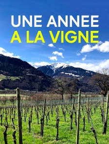 Une année à la vigne