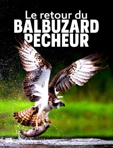 Le retour du balbuzard pêcheur : un rapace en été