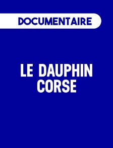 Le dauphin corse