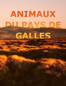 Animaux du pays de Galles