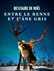 Bestiaire de Noël : Entre le renne et l'âne gris