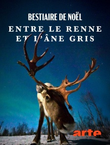 Arte - Bestiaire de Noël : Entre le renne et l'âne gris
