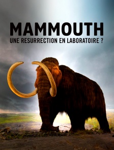 Le mammouth, une résurrection en laboratoire ?