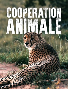Coopération animale