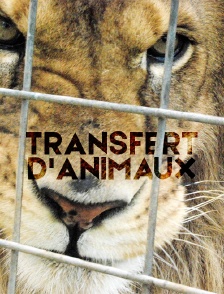Transfert d'animaux