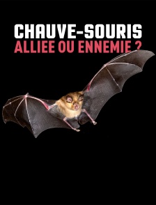 Chauve-souris : alliée ou ennemie ?