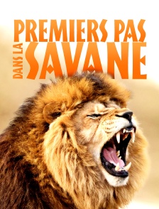 Premiers pas dans la savane