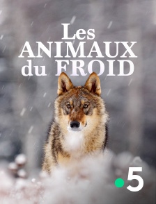 Les animaux du froid