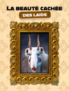 La beauté cachée des laids *2022