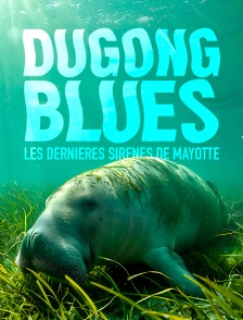 Dugong blues, les dernières sirènes de Mayotte