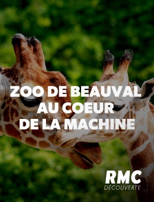 RMC Découverte - Zoo de Beauval : au coeur de la machine