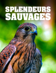 Splendeurs sauvages du Rhin moyen