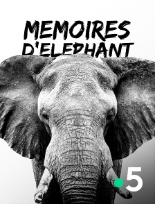 Mémoires d'éléphant