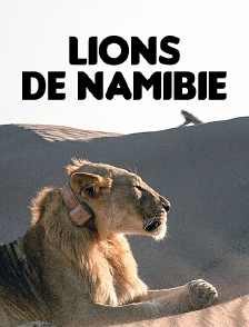 Lions de Namibie