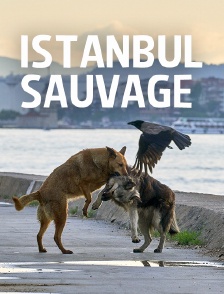 Istanbul sauvage
