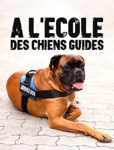 A l'école des chiens guides