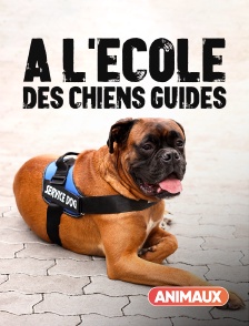 Animaux - A l'école des chiens guides