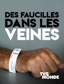 Des faucilles dans les veines