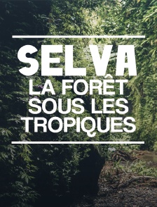Selva, la forêt sous les tropiques