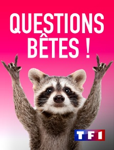 TF1 - Questions bêtes !