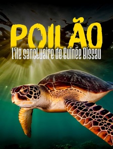 Poilão, l'île sanctuaire de Guinée-Bissau