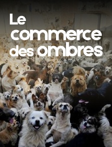 Le commerce des ombres
