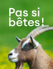 Pas si bêtes !