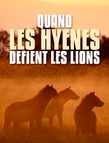 Quand les hyènes défient les lions