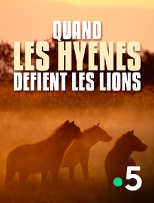 France 5 - Quand les hyènes défient les lions