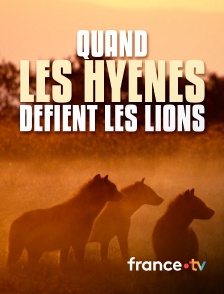 france.tv - Quand les hyènes défient les lions
