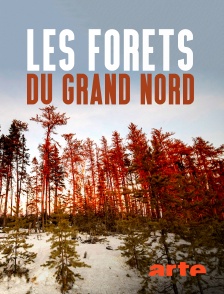 Les forêts du Grand Nord