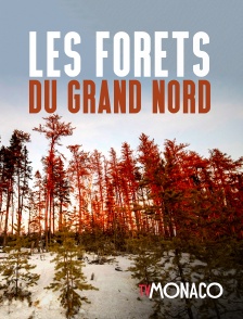 Les forêts du Grand Nord