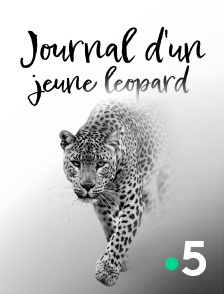 Journal d'un jeune léopard