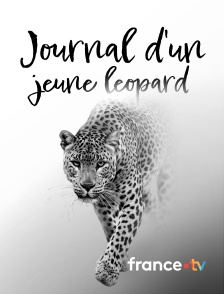 france.tv - Journal d'un jeune léopard