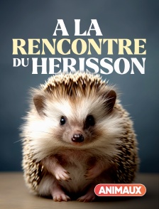 A la rencontre du hérisson