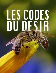 Les codes du désir