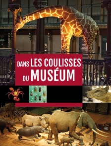 Dans les coulisses du Muséum