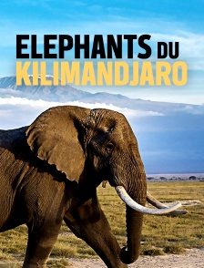 Eléphants du Kilimandjaro