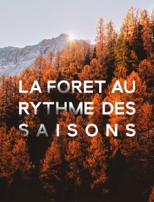 La forêt au rythme des saisons