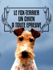 Le fox-terrier : un chien à toute épreuve