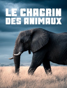 Le chagrin des animaux : mythe ou réalité ?