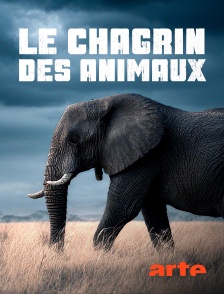 Arte - Le chagrin des animaux : mythe ou réalité ?