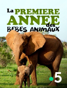 France 5 - La première année des bébés animaux