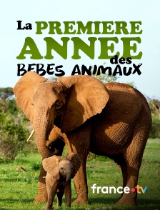 france.tv - La première année des bébés animaux