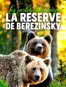 Les perles de la taïga : la réserve de Berezinsky