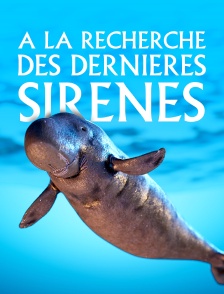 A la recherche des dernières sirènes